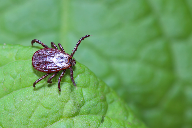 Asian Longhorned Tick Confirmed in Union County | Historic Union County