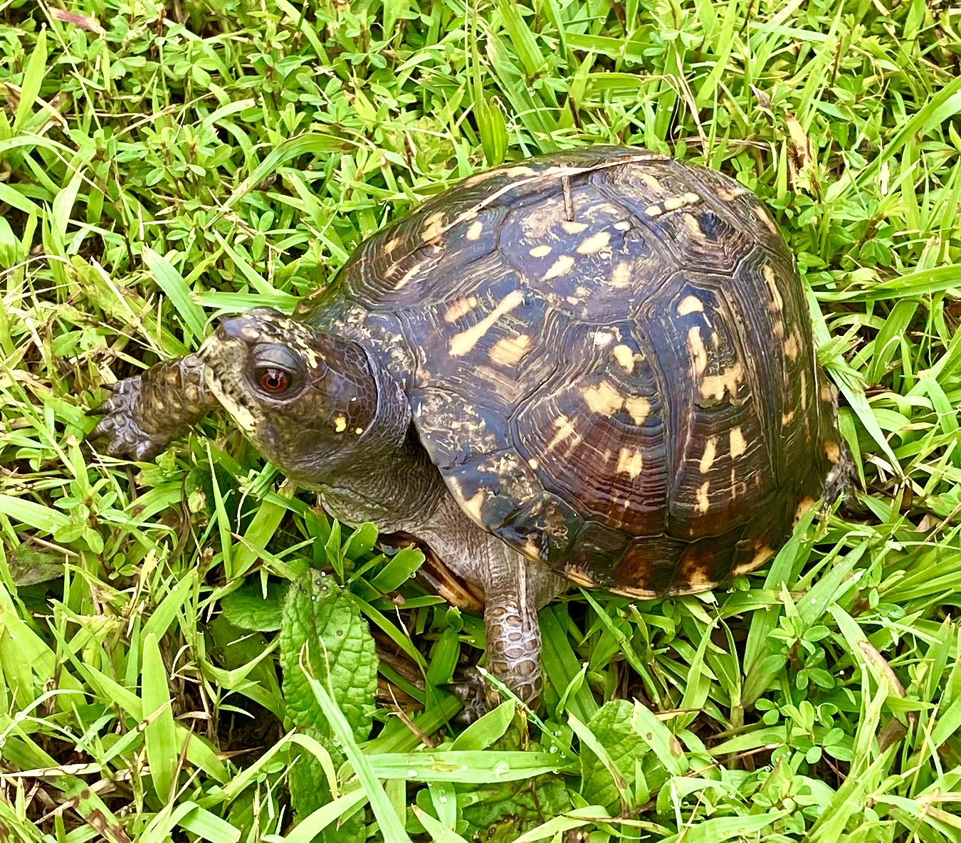 Box Turtle Trivia | Historic Union County