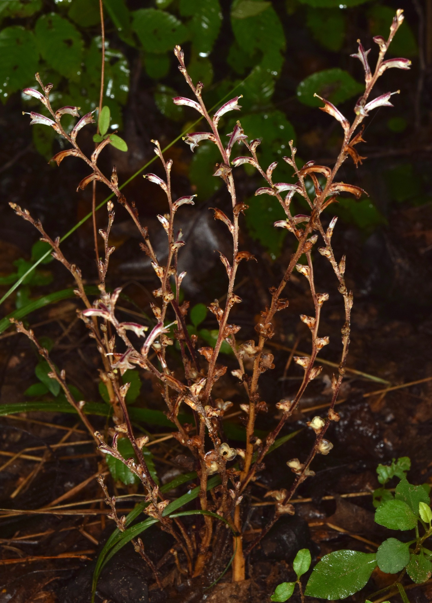 Vampire Plants Historic Union County