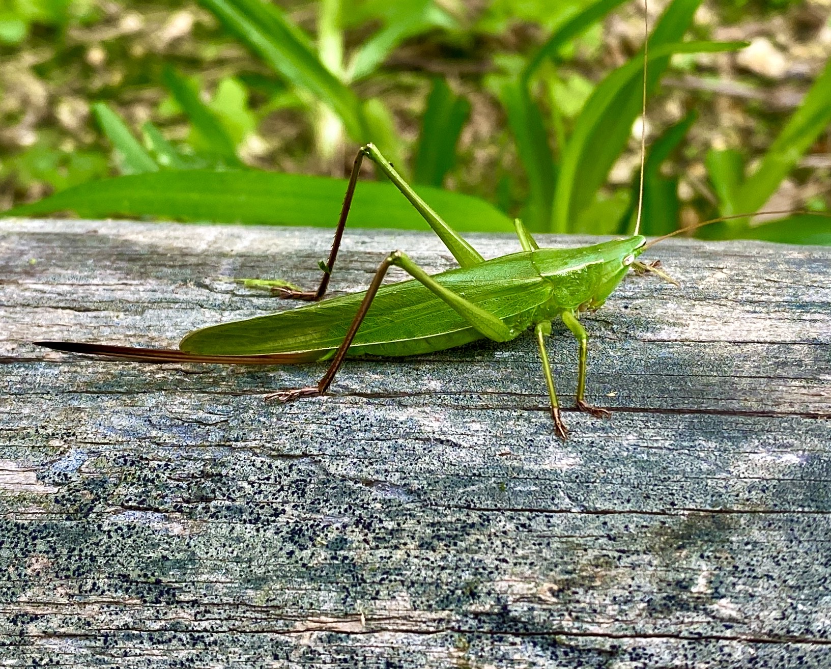 Katydids  Historic Union County