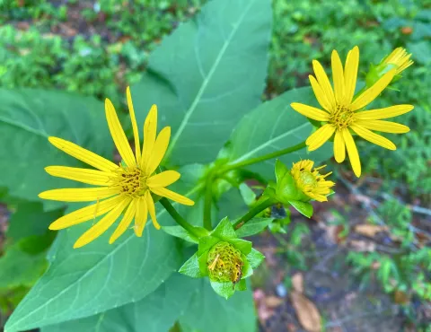 Cup Plant is one of many late summer flowers that are in a family called Composite, where what looks like one flower is actually many.