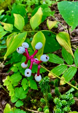 Baneberry Dolls Eyes Photo by Steve Roark