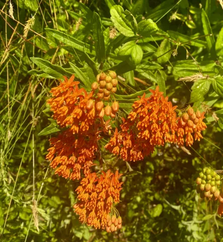 Butterflyweed is one of several  milkweeds growing in our area that have a history of use as a medicinal. Photo by Steve Roark