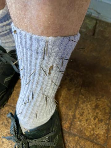 Photo by Steve Roark Clingy seeds like these Spanish needles are a nuisance after an outdoor hike, but demonstrate a very effective means of dispersal away from the mother plant