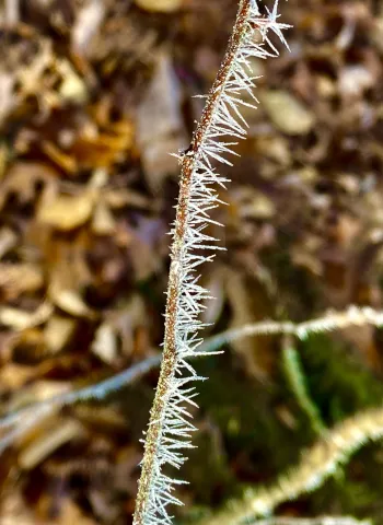 Hoarfrost is one of many forms of frozen water that winter weather brings us. 