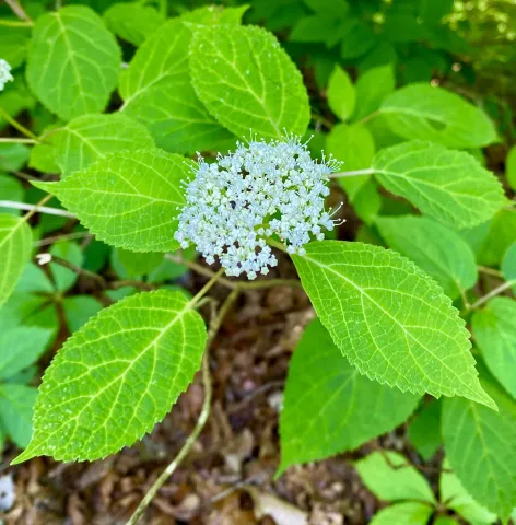 While the flower of this Wild Hydrangea may draw your eye, it's leaves combine with many other plants to make our mountains green