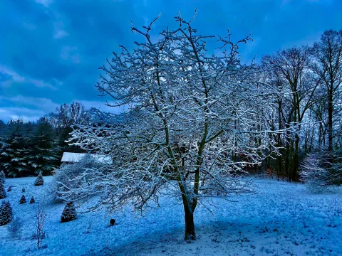 A snow completely changes a bleak winter landscape into a wonderland.