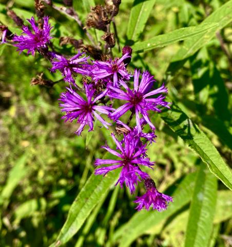 While considered a pasture weed by farmers, Ironweed is an important food source for many pollinator species