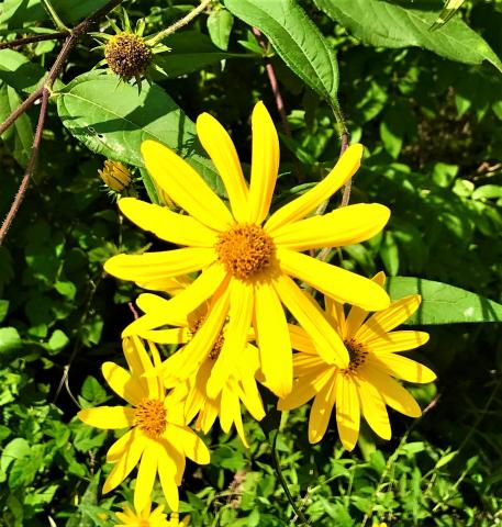 A taste on the wild side: Jerusalem artichoke | Historic Union County