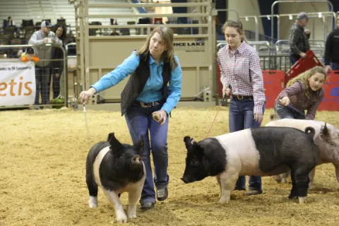 Kennedy Hill showing at the State 4-H Hog Show in 2019.