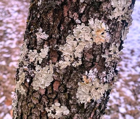 Lichen are pretty easy to find growing on a well established yard tree, but do no harm.