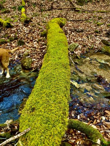 Moss on down tree.