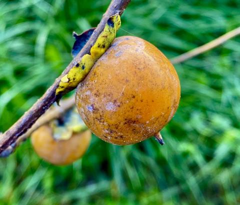 Persimmon fruit