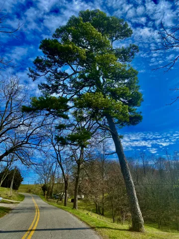 Pitch Pine is uncommon in our area and very useful back in early settlement days.