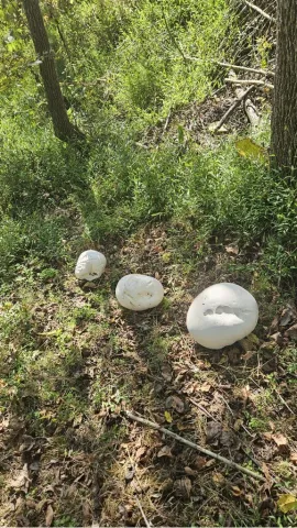 Three large puffball mushrooms near trees and leaves