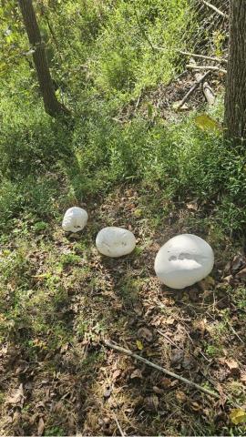 Puffball Mushrooms Three large puffball mushrooms near trees and leaves