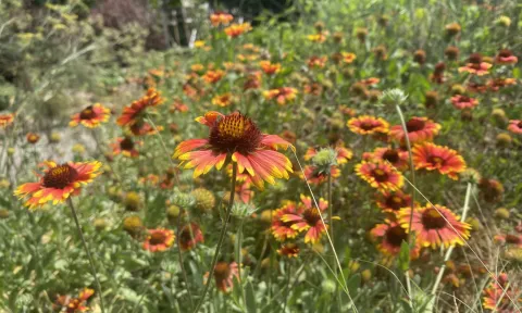 Gaillardia, also known as blanketflower, comes in a variety of species and performs well through the summer and fall in rock gardens, pollinator plots or native plant collections.