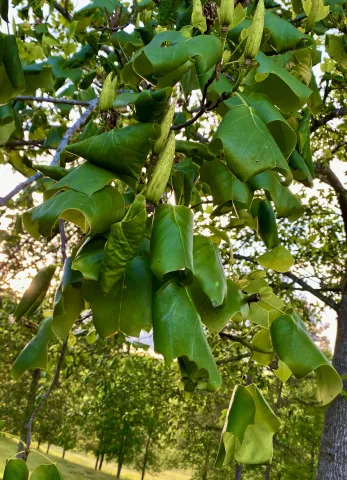 During drought even big trees can need supplemental watering. Photo by Steve Roark