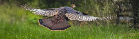 Photo by Harold Jerrel With Thanksgiving coming it is appropriate to take a closer look at the turkey, often the centerpiece of the feast. Photo by Harold Jerrel