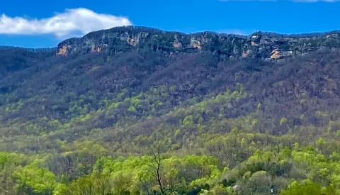 Photo by Steve Roark Yellow poplar trees have a bright green in the Spring that can be seen running up moist drains of the mountains.