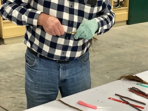 shows hands of person grafting an apple tree