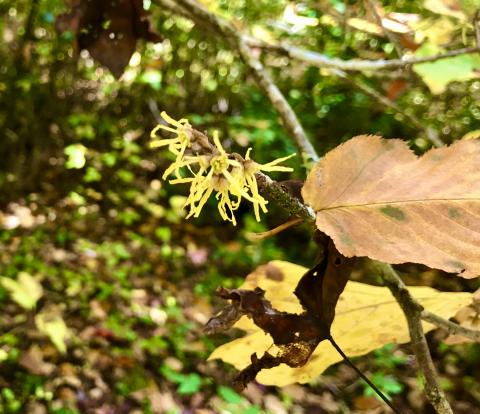 Witch-Hazel not only has an odd name but has the unusual habit of flowering just before winter sets in.