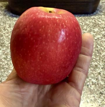 Photo by Steve Roark A sure sign of fall is the apple harvest, which has been going on in the United States for almost 400 years.