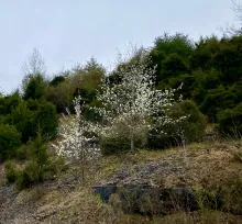 Bradford Pears have become common along roadsides, and while pretty, they are invasive and aggressively compete with native trees for growing space. Their numbers are growing exponentially.