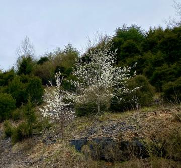 Photo by Steve Roark Bradford Pears have become common along roadsides, and while pretty, they are invasive and aggressively compete with native trees for growing space. Their numbers are growing exponentially.