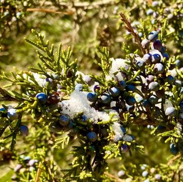 Photo by Steve Roark