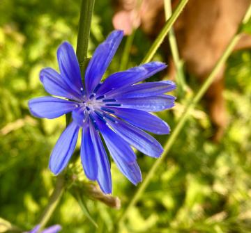 Photo by Steve Roark Chicory can easily be seen along roadsides right now and has a history both as a coffee subsitute and a medicinal.