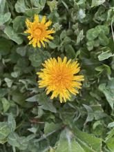 Dandelion is one of the few plants most people can name.
