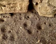 Doodlebugs dig these funnel shaped holes and lie in wait at the bottom for ants to fall into.