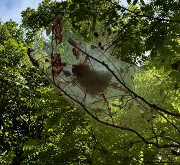 Photo by Steve Roark Fall Webworms are numerous this year, and while not harmful to the tree, their messy webs are unsightly in the landscape.