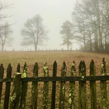Photo by Steve Roark There may be a clue derived from old trees as to what happened to the  Lost Colony of Roanoke  in 1590.