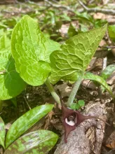 Wild ginger (Asarum canadense)