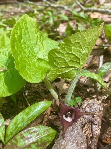 Photo by Steve Roark Wild ginger (Asarum canadense)