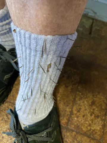 Clingy seeds like these Spanish needles are a nuisance after an outdoor hike, but demonstrate a very effective means of dispersal away from the mother plant