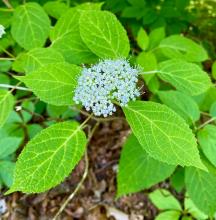 While the flower of this Wild Hydrangea may draw your eye, it's leaves combine with many other plants to make our mountains green