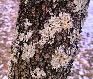 Photo by Steve Roark Lichen are pretty easy to find growing on a well established yard tree, but do no harm.