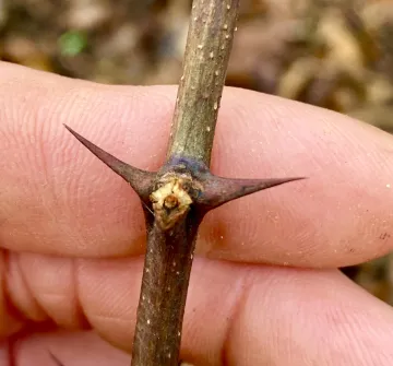 A whole category of plants such as this Black Locust  use thorns and other pointy structures to fend off animals that want to eat them.