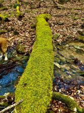 Moss on down tree.