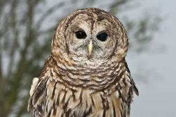 Encounters with owls are rare and can give you a feeling of witnessing wilderness.