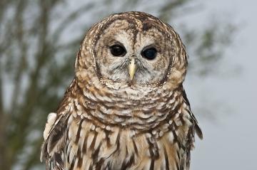 Photo credit Harold Jerrell submited by Steve Roark Encounters with owls are rare and can give you a feeling of witnessing wilderness.