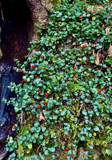 Photo by Steve Roark This Partridge Berry is one of many plants that entice an animal to eat it as a means to spread the seed away from the mother plant.