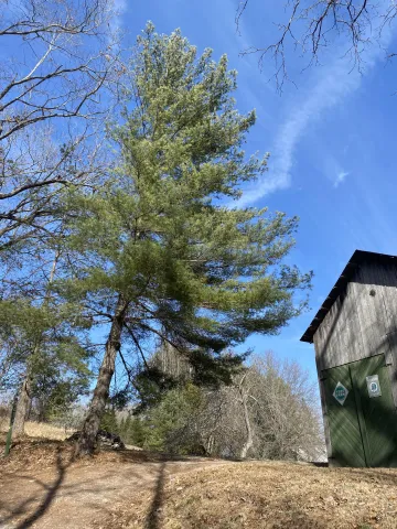 White pine is a handsome tree and easy to identify by its blue-green needles and limbs forming in whorls.