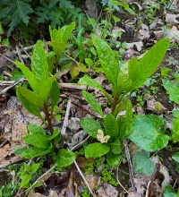 A mountain tradition is to eat newly sprouted Poke stems, which must be picked and prepared properly.