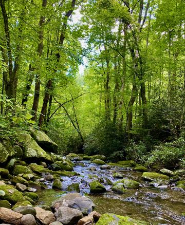 Photo by Steve Roark