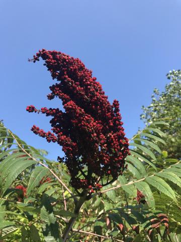 Photo by Steve Roark