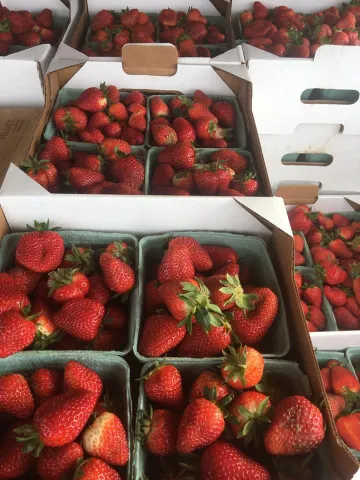 Thompson Farms fresh strawberries